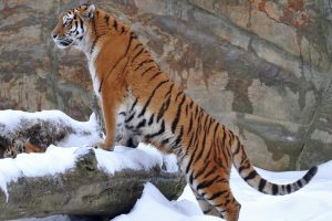Tiger Cam